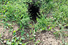 В Саратовской области посчитали сурков 